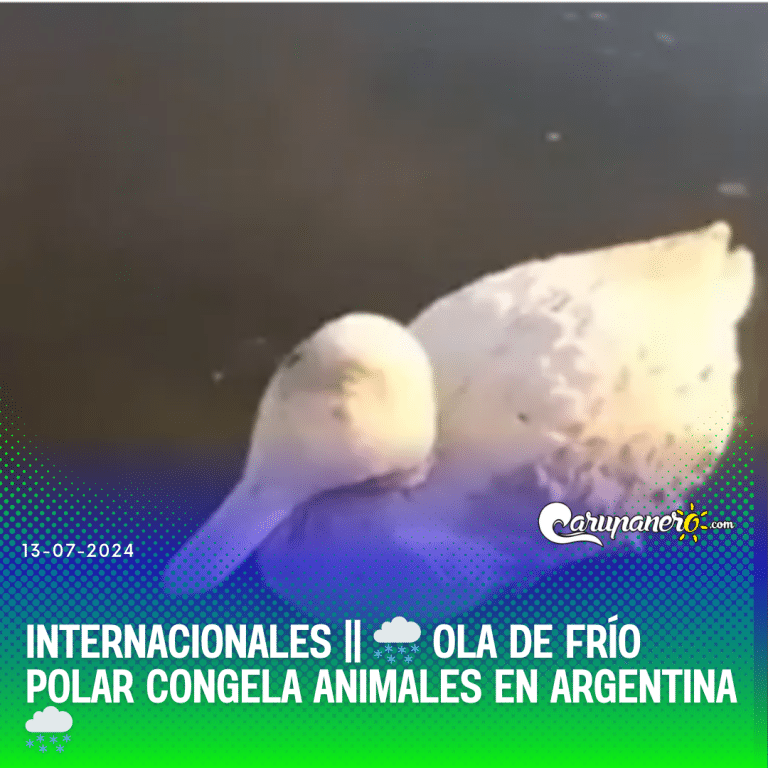 Ola de frío polar congela animales en Argentina