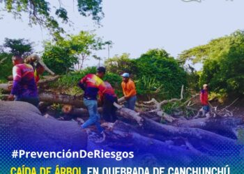 Caída de árbol en Quebrada de Canchunchú moviliza a autoridades para prevenir riesgos