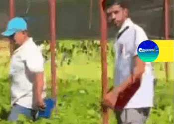 Donación de cacao inicia en Paria y se expande a Mérida y toda Venezuela